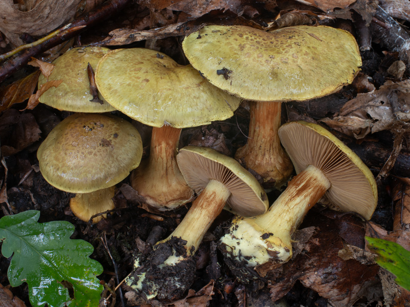 Cortinarius joguetii